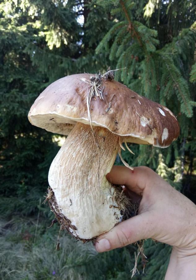 Bat'kivska Hata Stari Kuty Bagian luar foto